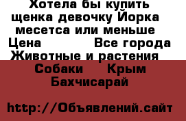 Хотела бы купить щенка девочку Йорка 2 месетса или меньше › Цена ­ 5 000 - Все города Животные и растения » Собаки   . Крым,Бахчисарай